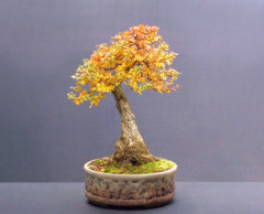 berberis bonsai
